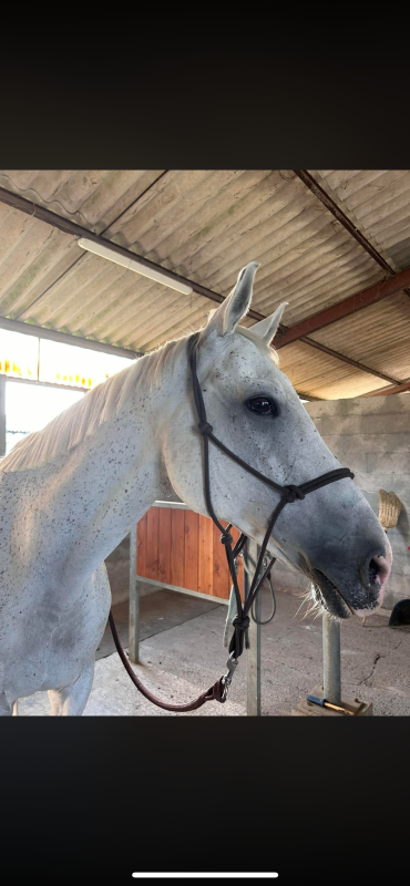 Vente de cheval : Smounexit 