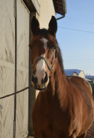 Vente de cheval : Glamour Chuteli�re