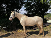 Vente de cheval : Cezanne 