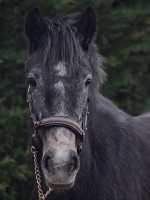 Vente de poney