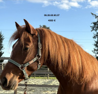 Vente de cheval : mitico