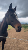 Vente de cheval : AVRILE DU KINET