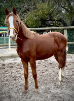 Vente de cheval : Jelly belly 