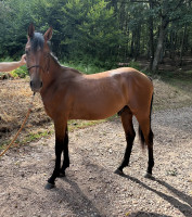 Vente de cheval : Only You d�Hilice 