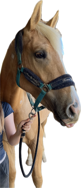 Vente de cheval : Nicoya 