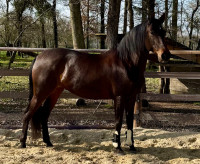 Vente de cheval : MUSA DE LA B