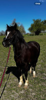 Vente de poney
