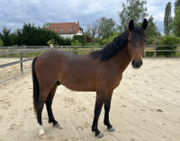 Vente de poney