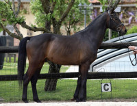 Vente de cheval : Ferdinand