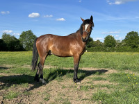 Vente de poney