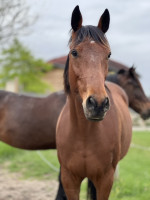 Vente de cheval : Ideo