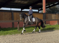 Vente de cheval : Roma Bellone