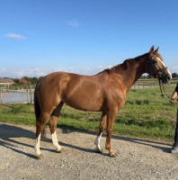 Vente de cheval : Izia du Bochard 