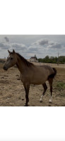 Vente de cheval : Mos