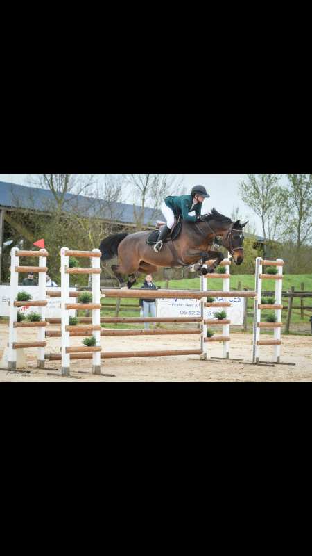 Vente de cheval : Champagne 