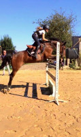 Vente de poney