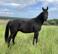 Vente de cheval : BLACK PANTHERE