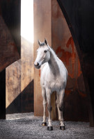 Vente de cheval : Kascha de Laubry Z