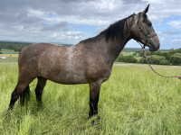 Vente de cheval : NDULU DU ROCMET