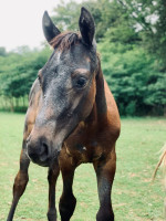 Vente de cheval : Plo Koon de Candart