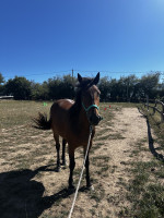 Vente de cheval : Maya 