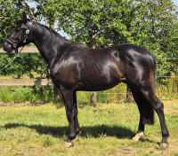 Vente de cheval : Landreas lanjnad AA