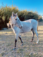 Vente de cheval : Oggar de Layalle 