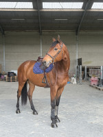 Vente de cheval : Ice d�Az
