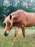 Vente de cheval : Legolas de Candart 