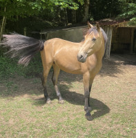 Vente de cheval : Ouisca 