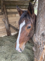 Vente de cheval : Promesse de la Mayoux