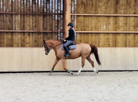 Vente de cheval : Dorclaise Lady