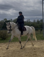 Vente de cheval : GANGSTER DES FLAGUES