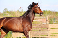 Vente de cheval : Regina Regenbogen 