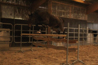 Vente de cheval : Jumanjy de nytec