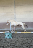 Vente de cheval : M�lisse