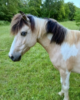 Vente de poney