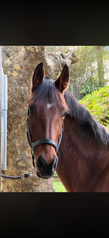 Vente de cheval : Nouvelle -Version