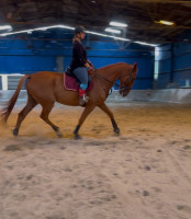 Vente de cheval : Hankel