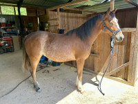 Vente de cheval : Ozanne