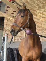 Vente de cheval : Ice d�az