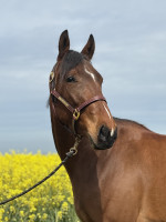 Vente de cheval : Nietzsche 