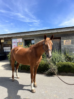 Vente de cheval : Lady du Beaumont 