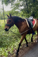 Vente de cheval : Vin sur vin du causse 