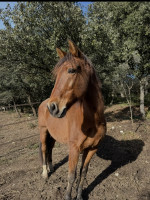 Vente de cheval : alazano