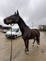 Vente de cheval : Fleuron dArthel