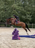 Vente de cheval : Gypsie