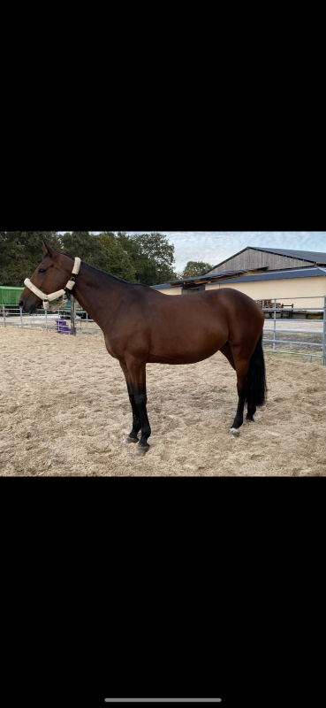 Vente de cheval : Uly Girl du Jouas 