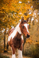 Vente de cheval : Pommery 