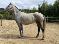 Vente de cheval : Galice du Beyrac